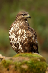 Common buzzard. Buteo buteo
