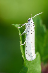 Closeup of white insect with black dotted pattern on wings is sitting on green leaf                         