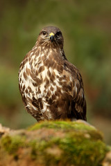 Common buzzard. Buteo buteo