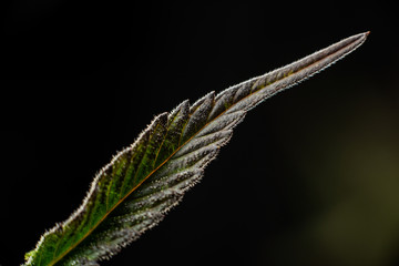 marijuana macro trichomes on a leaf on black background