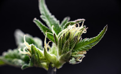 cannabis marijuana trichomes macro plant