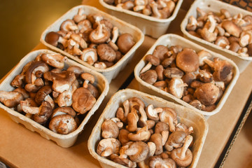 Tiny brown mushrooms in a paper container in the market in San Francisco in USA.