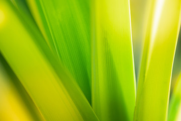 Close up natural green leaf and greenery blurred background in public garden in morning time with sunlight which it use for plant background texture. Ecology landscape can copy space concept.