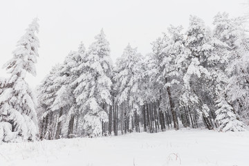 Snowy fir trees covered with snow. 