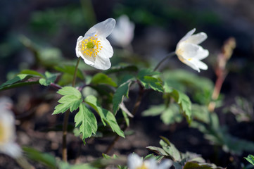 Anemone nemorosa spring flowers, wood anemones white flowering plants