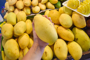 Holding a fresh mango in street market in Krabi, Thailand. Many mango are stack in the background.