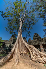 Fototapeta premium Tree of supoan at Banteay Kdei, Angkor
