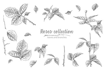 Set of Hand drawn sketch roses, lives and branches Detailed vintage botanical illuatration. Floral frame. Black silhouette isollated on white background.