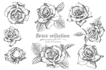 Set of Hand drawn sketch roses, lives and branches Detailed vintage botanical illuatration. Floral frame. Black silhouette isollated on white background.