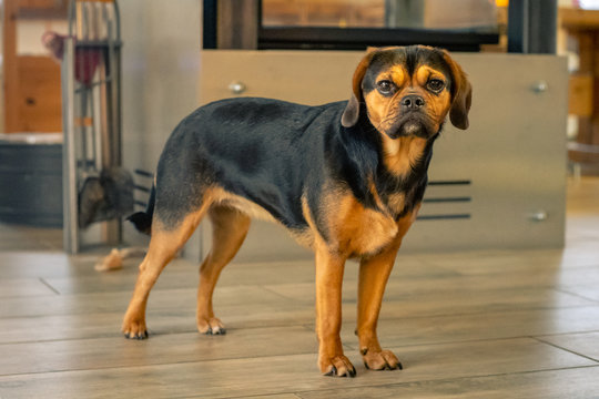 Süßer Hund auf dem Sofa (Puggle)