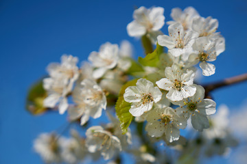 Closeup of white blooming apple on a sunny day with blue sky