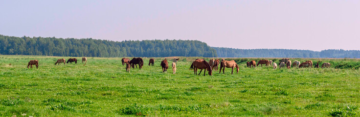 Horses on the field in the summer on a sunny day.