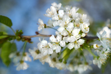 Closeup of white blooming apple on a sunny day with blue sky