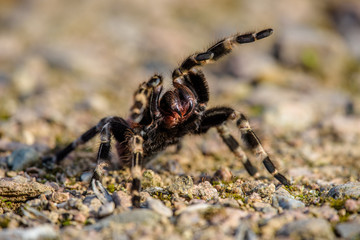 Tarantula Theraphosidae Mygalomorph Mygalomorphae Arachnida