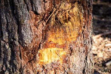 blank poster on a wooden mural in a green park for use in advertising

