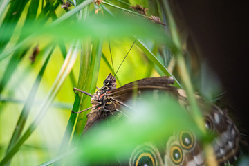 Nahaufnahme eines Schmetterlings auf einem Blatt