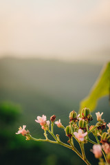 wild flowers and blue sky