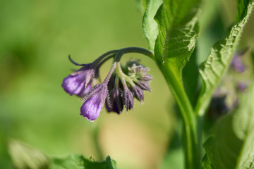 Closeup of purple wild flower growing in  meadow on summer day