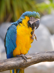 Closeup gelbbrustara macaw or blue-and-gold macaw (Ara ararauna) perched on branch