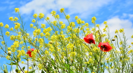 poppy field of red poppies
