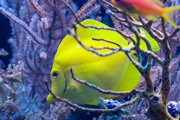 Gelber Segelflossendoktor (Fisch)