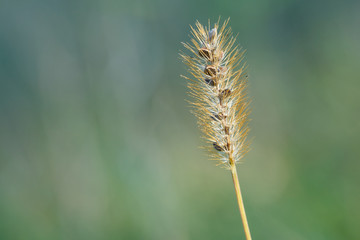Single grass halm growing in a meadow