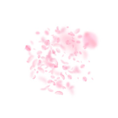 Sakura petals falling down. Romantic pink flowers 