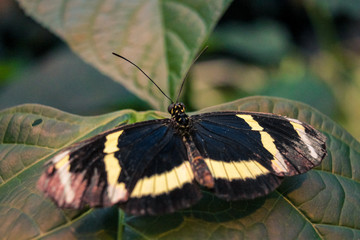 Nahaufnahme Edelfalter (Schmetterling)