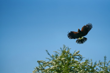 The hawk flying vertically into the blue sky above trees