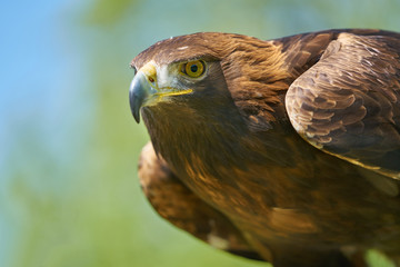 Portrait of a golden eagle