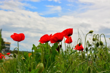 poppy field of poppies