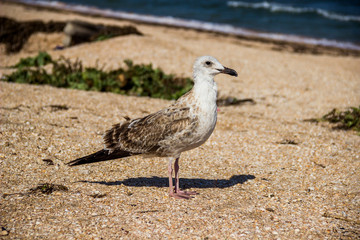 a Heuglins gull