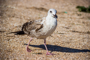 a Heuglins gull