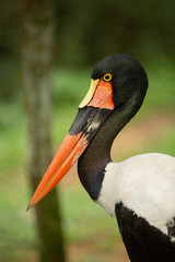 Close up view of the head and beak of the saddle-billed stork