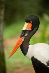 Close up view of the head and beak of the saddle-billed stork