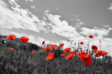 field poppy flowers