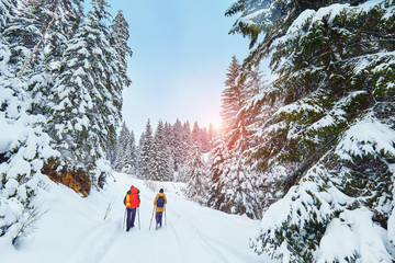 snow covered hiking trail in winter forest