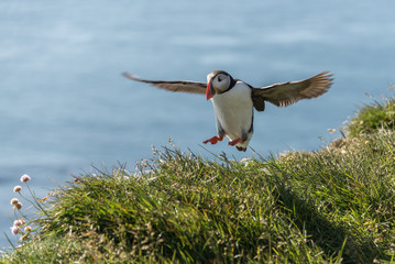 puffin landing, iceland