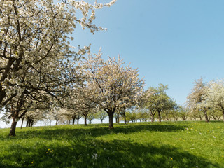 Kirschblüte und kirschbäume durch das Eggenertal im Markgräflerland