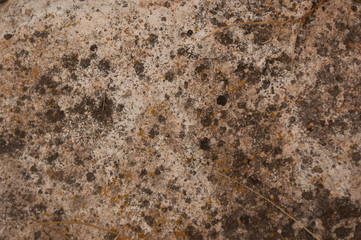 GREY STONE WITH MOSS AND TEXTURE