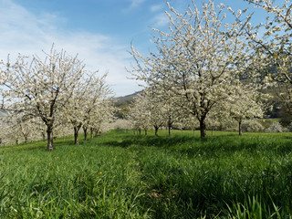 Obraz premium Dorf Obereggenen in Schwarzwald. Zwischen Kirschblüte und kirschbäume durch das Eggenertal im Markgräflerland