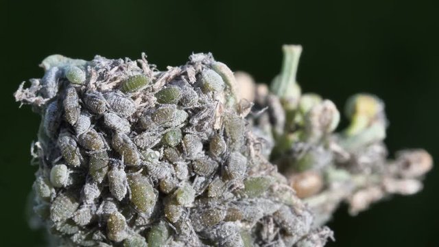 Die mehlige Kohlblattlaus Brevicoryne brassicae als Kolonie auf Raps