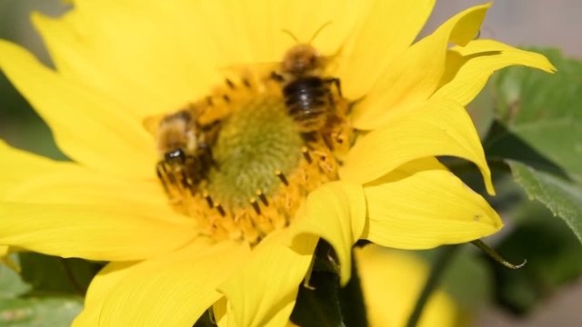 Sunflower rocking in the wind with bees foraging on the bright yellow flower. Slow motion clip.
