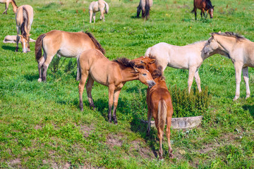 Obraz na płótnie Canvas Horses on the field in the summer on a sunny day.