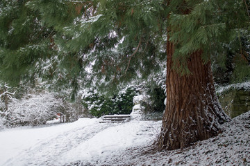 Big beautiful pinetree with thick trunk aside snowy path in forest. No people. Calm natural mood and colors. - 243102826