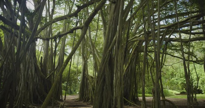 Tracking Right Tilt Down with Pan Banyan Tree Forest Trunks, 4K60p