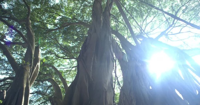Track Right Vari Angle Banyan Tree Forest Looking at Canopy Huge Sunflare, 4K60p