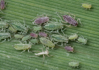 Die mehlige Pflaumenblattlaus Hyalopterus plumi mit grünen, roten und gelben Tieren