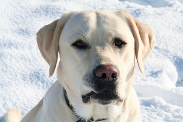 Portrait eines aufmerksamen hellen Labrador im Schnee