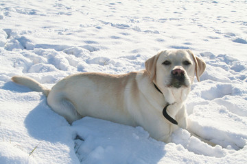 Heller reinrassiger Labrador liegt mit frechem Blick im Schnee